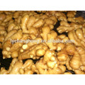 2014 new crop fresh ginger 12kg/ctn Linyi origin